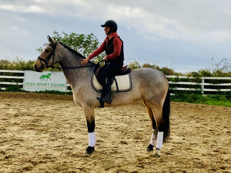 Connemara Stute 6 Jahre 157 cm Falbe in Mountrath