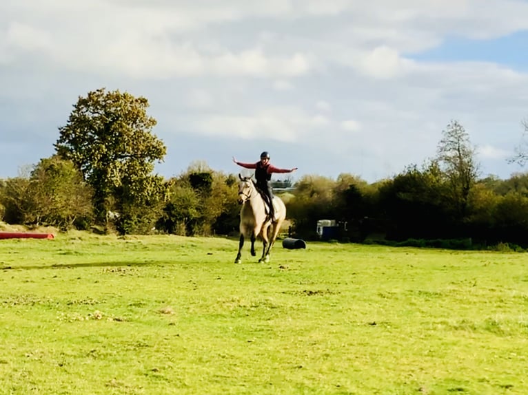 Connemara Stute 6 Jahre 157 cm Falbe in Mountrath