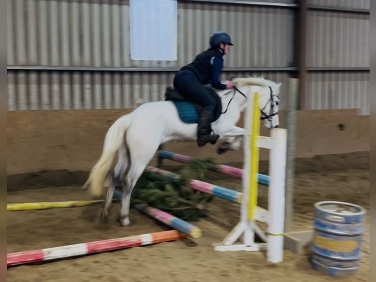 Connemara Stute 7 Jahre 140 cm Schimmel in Sligo