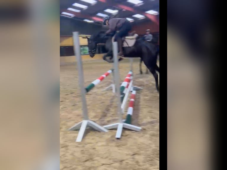 Connemara Mix Stute 7 Jahre 143 cm Rappe in Großheide Westerende