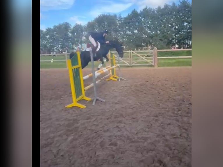 Connemara Mix Stute 7 Jahre 143 cm Rappe in Großheide Westerende