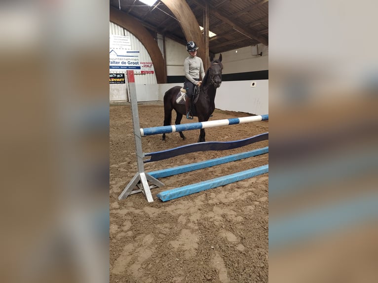 Connemara Mix Stute 7 Jahre 143 cm Rappe in Großheide Westerende