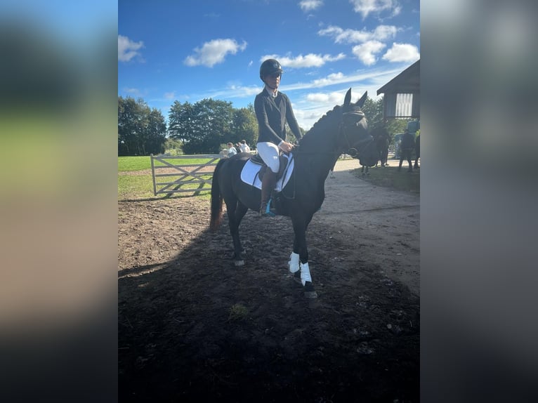 Connemara Mix Stute 7 Jahre 143 cm Rappe in Großheide Westerende