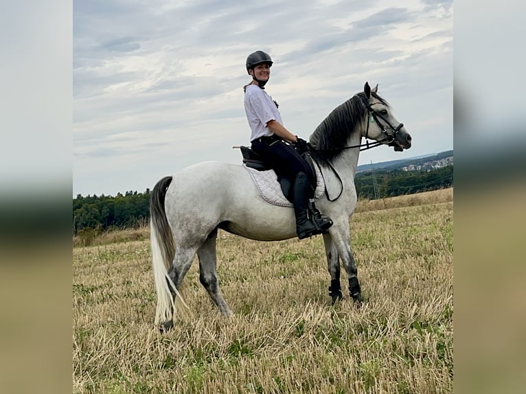 Connemara Stute 7 Jahre 144 cm Rappschimmel in Lisberg