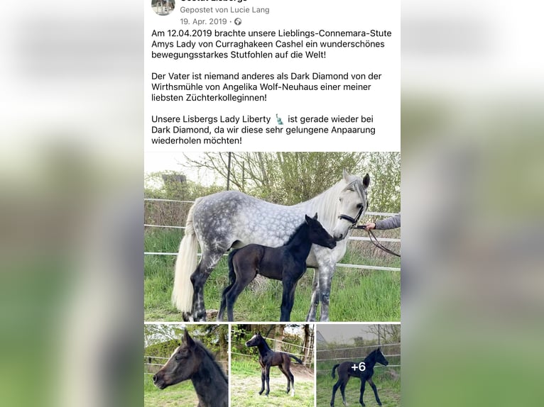 Connemara Stute 7 Jahre 144 cm Rappschimmel in Lisberg