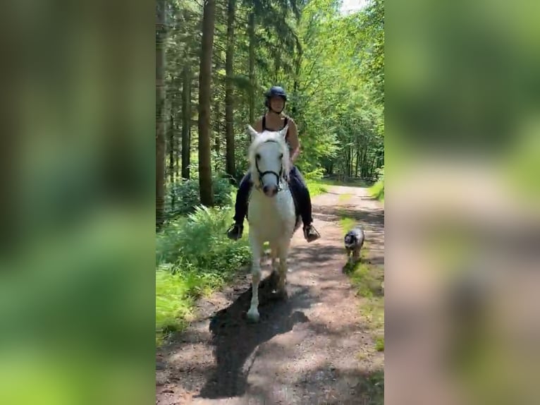 Connemara Stute 7 Jahre 144 cm Schimmel in HeidenrodH