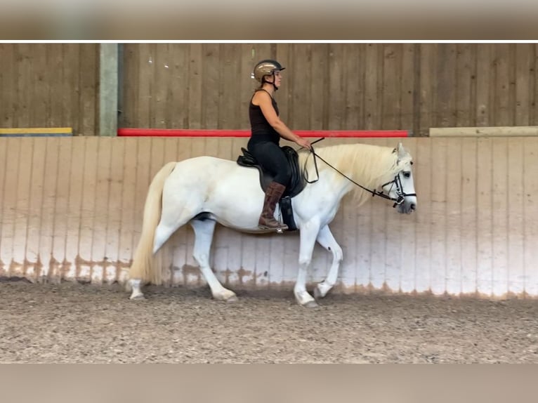 Connemara Stute 7 Jahre 144 cm Schimmel in HeidenrodH