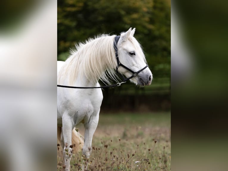 Connemara Stute 7 Jahre 144 cm Schimmel in HeidenrodH