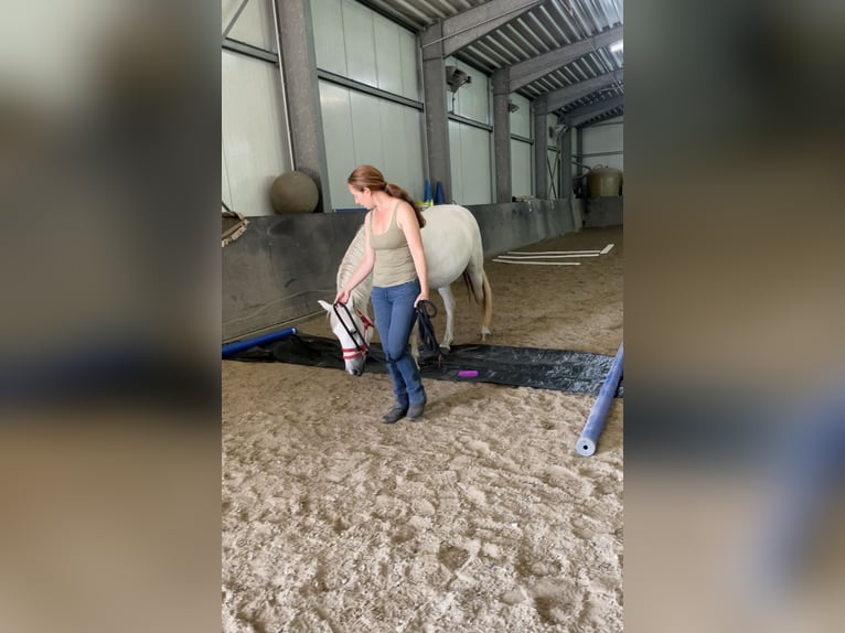 Connemara Stute 7 Jahre 144 cm Schimmel in HeidenrodH