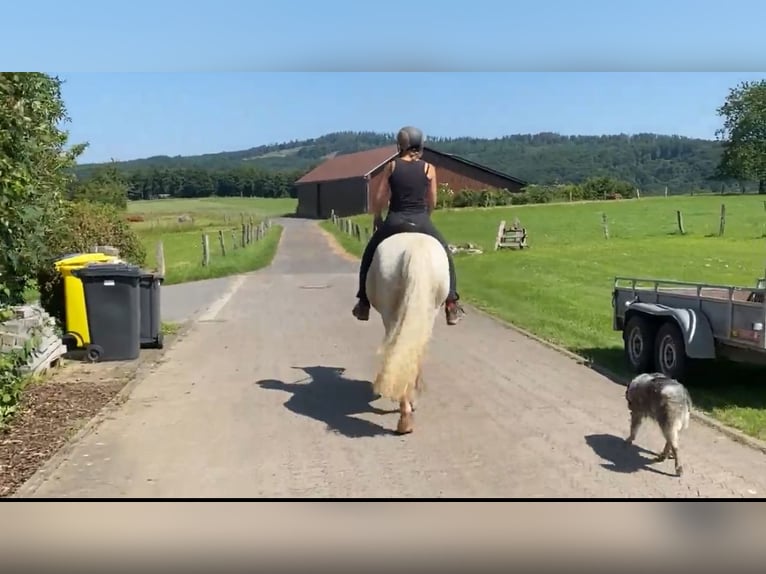 Connemara Stute 7 Jahre 144 cm Schimmel in HeidenrodH