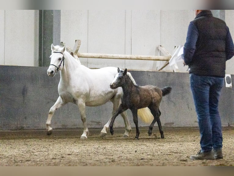 Connemara Stute 7 Jahre 144 cm Schimmel in HeidenrodH