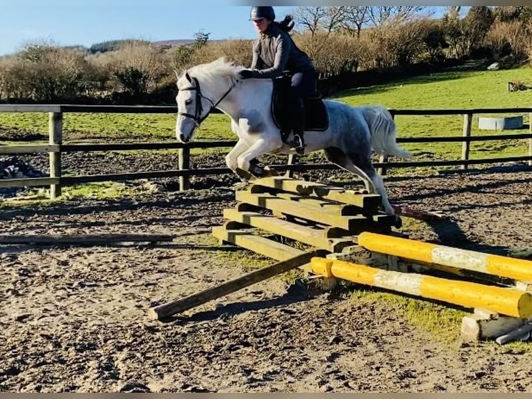 Connemara Stute 7 Jahre 145 cm Blauschimmel in Sligo