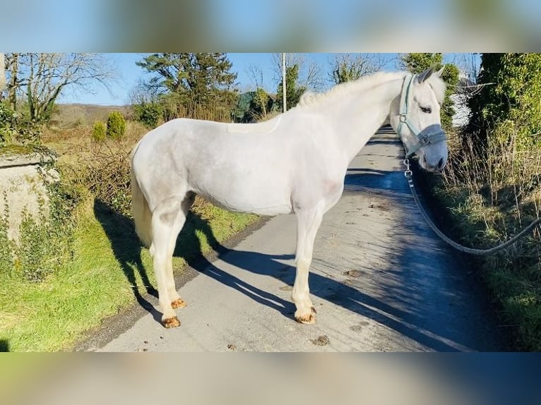 Connemara Stute 7 Jahre 145 cm Blauschimmel in Sligo