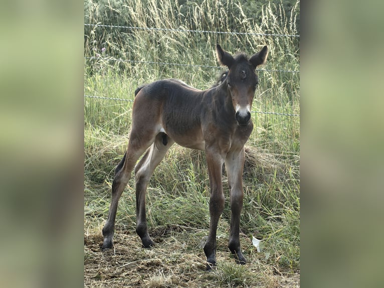 Connemara Stute 7 Jahre 145 cm Buckskin in Lohr am Main