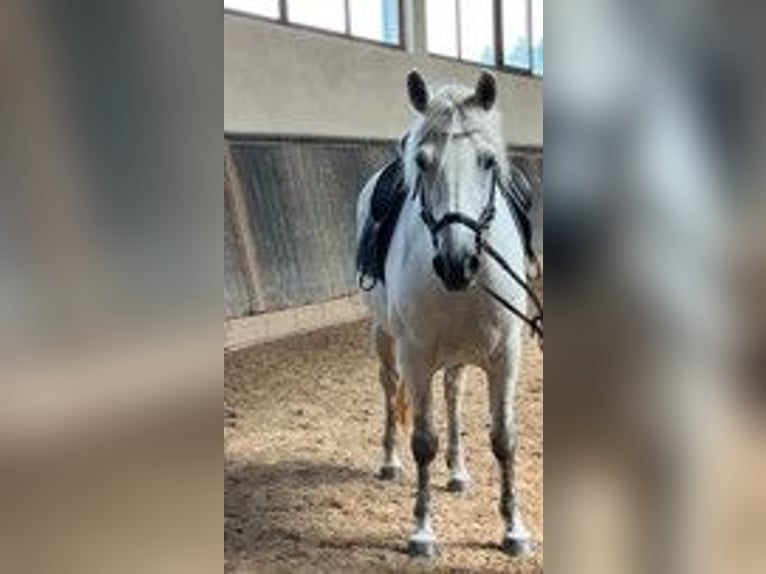 Connemara Stute 7 Jahre 145 cm Schimmel in Furth im Wald