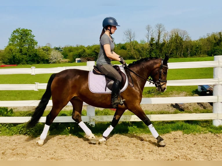 Connemara Stute 7 Jahre 146 cm Brauner in Mountrath