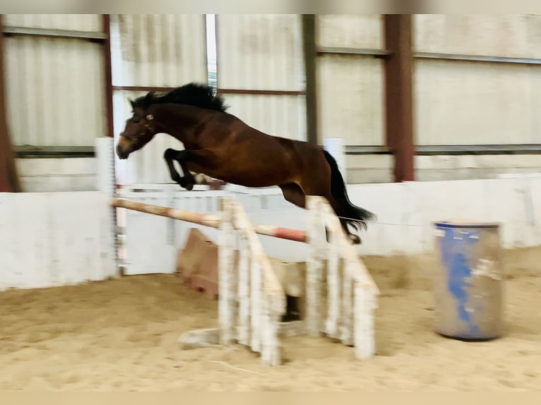 Connemara Stute 7 Jahre 146 cm Brauner in Mountrath