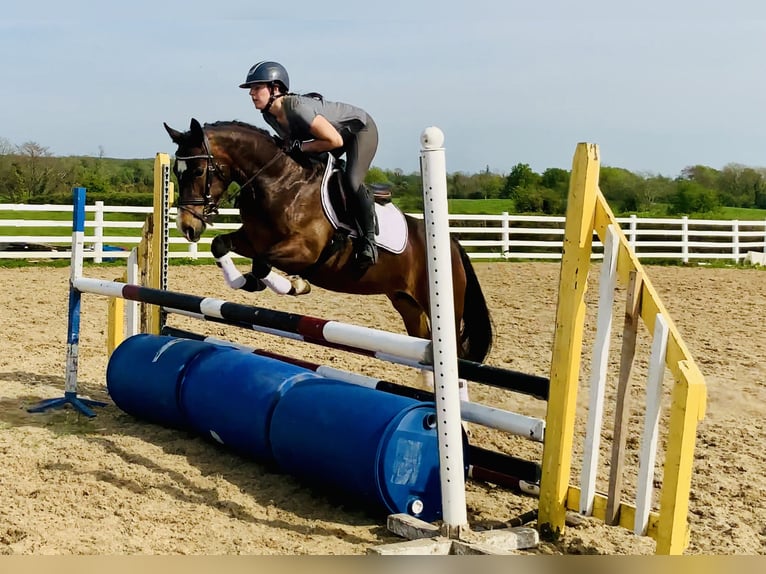 Connemara Stute 7 Jahre 146 cm Brauner in Mountrath