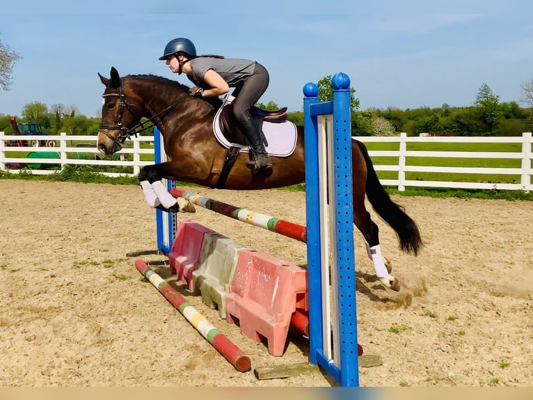 Connemara Stute 7 Jahre 146 cm Brauner in Mountrath