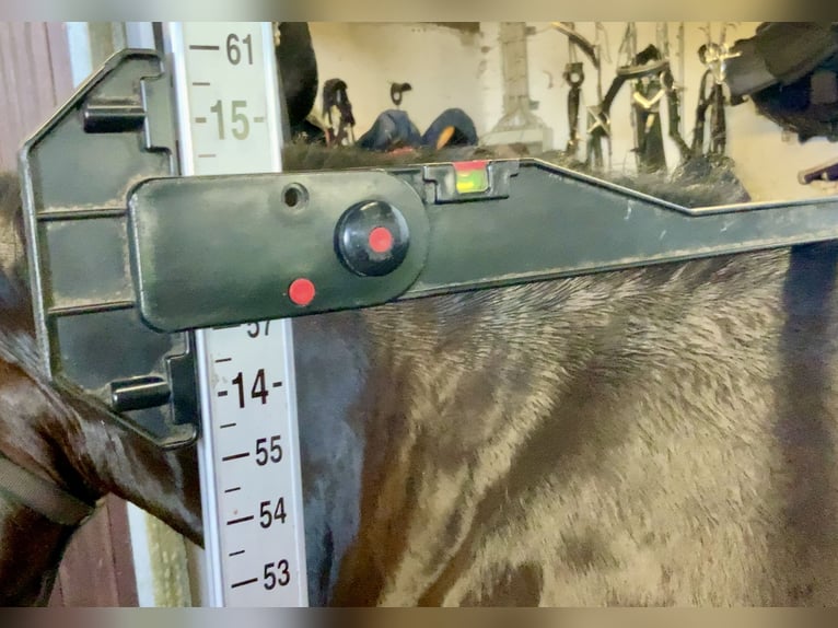 Connemara Stute 7 Jahre 146 cm Brauner in Mountrath