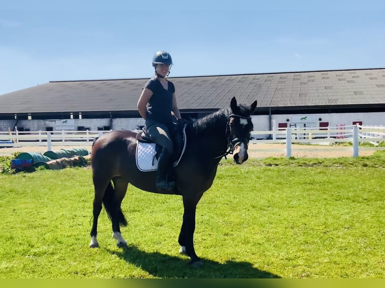 Connemara Stute 7 Jahre 146 cm Brauner in Mountrath