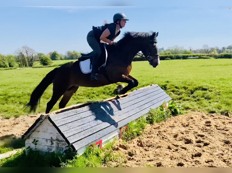 Connemara Stute 7 Jahre 146 cm Brauner in Mountrath