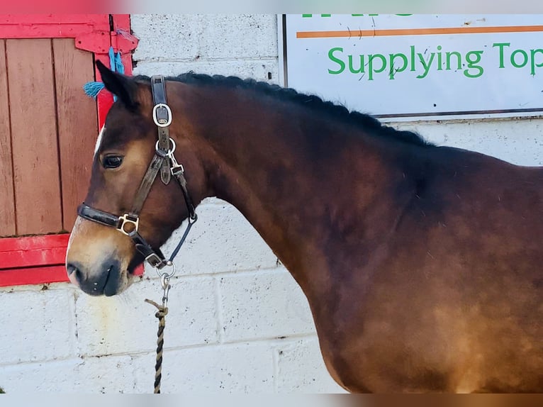Connemara Stute 7 Jahre 146 cm Brauner in Mountrath