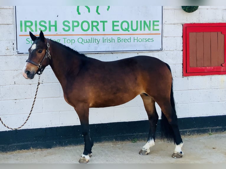 Connemara Stute 7 Jahre 146 cm Brauner in Mountrath