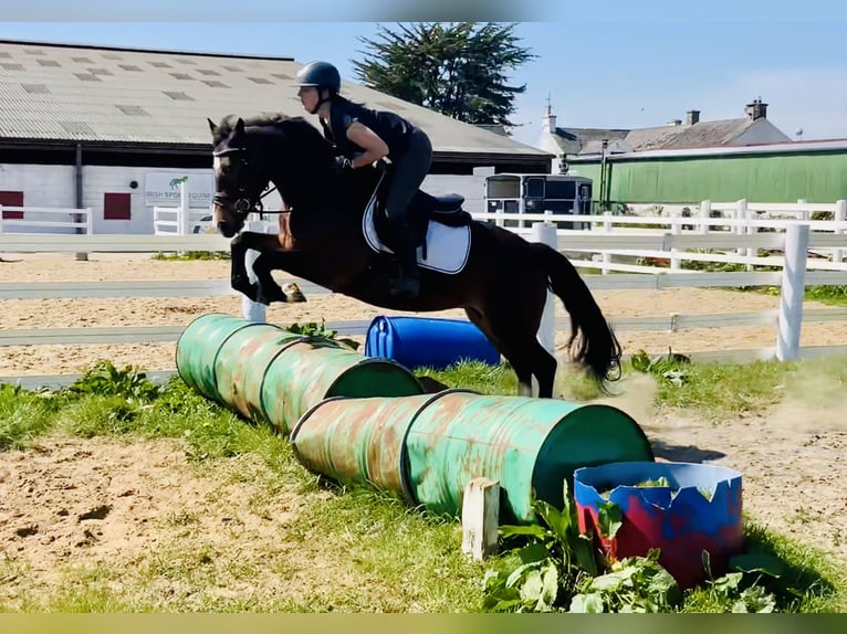 Connemara Stute 7 Jahre 146 cm Brauner in Mountrath