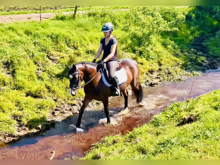 Connemara Stute 7 Jahre 146 cm Brauner in Mountrath