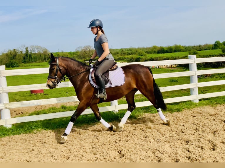 Connemara Stute 7 Jahre 146 cm Brauner in Mountrath
