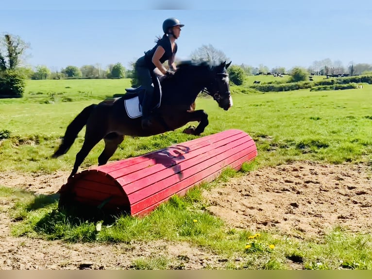 Connemara Stute 7 Jahre 146 cm Brauner in Mountrath