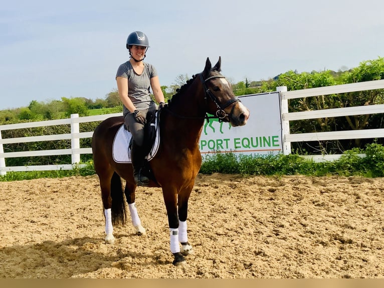 Connemara Stute 7 Jahre 146 cm Brauner in Mountrath
