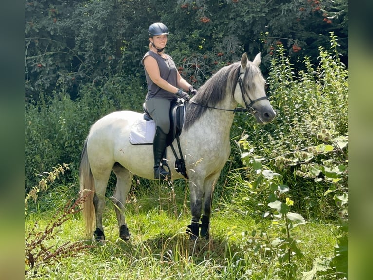 Connemara Stute 7 Jahre 146 cm Rappschimmel in Lisberg