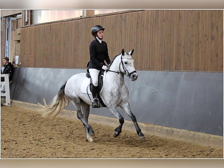 Connemara Stute 7 Jahre 146 cm Rappschimmel in Lisberg