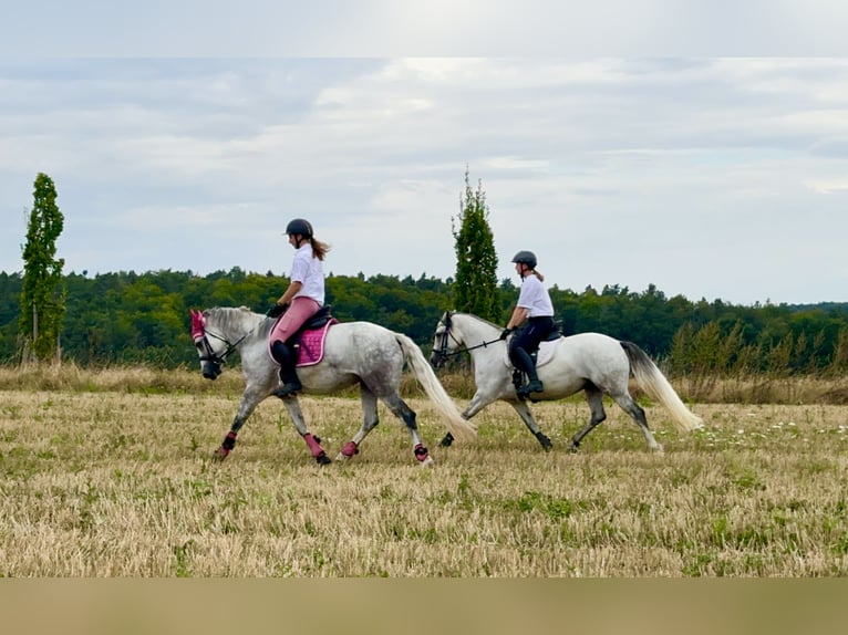 Connemara Stute 7 Jahre 146 cm Rappschimmel in Lisberg