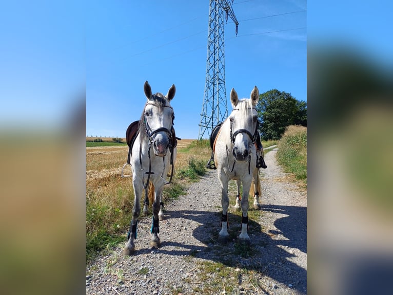 Connemara Stute 7 Jahre 146 cm Rappschimmel in Lisberg