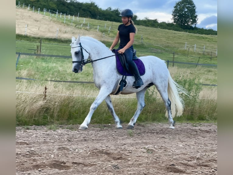 Connemara Stute 7 Jahre 146 cm Rappschimmel in Lisberg