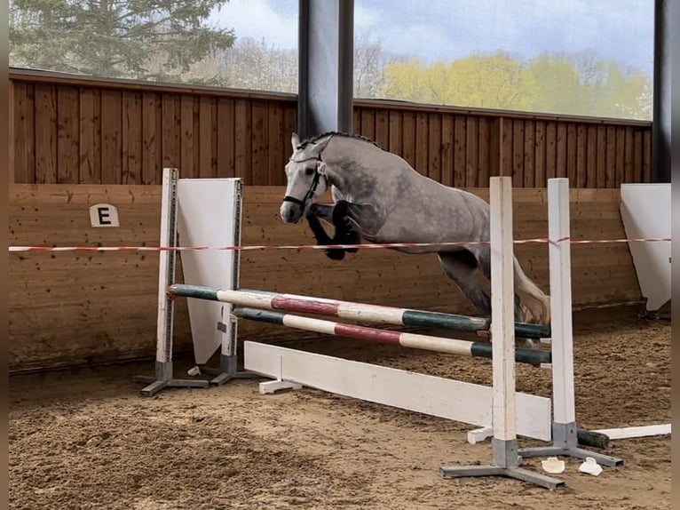 Connemara Stute 7 Jahre 146 cm Rappschimmel in Lisberg