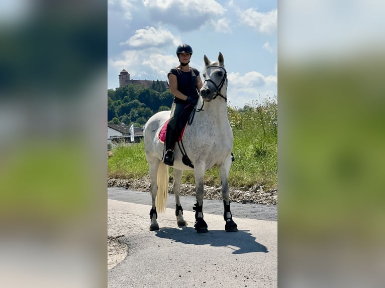 Connemara Stute 7 Jahre 146 cm Rappschimmel in Lisberg