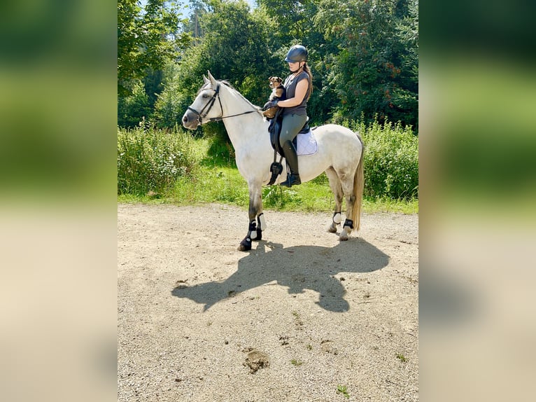 Connemara Stute 7 Jahre 146 cm Rappschimmel in Lisberg