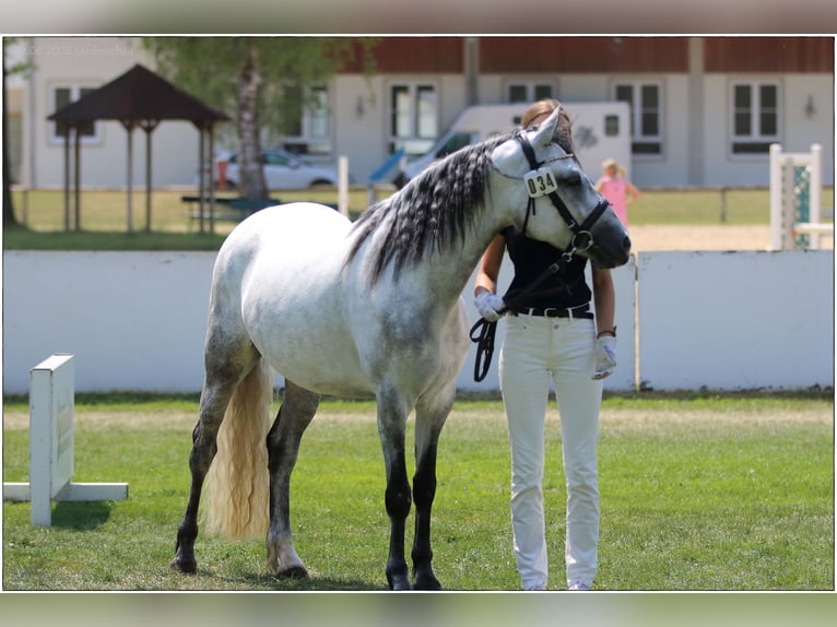 Connemara Stute 7 Jahre 146 cm Rappschimmel in Lisberg