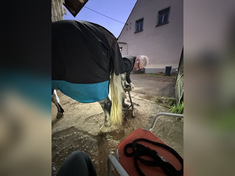 Connemara Stute 7 Jahre 146 cm Rappschimmel in Lisberg