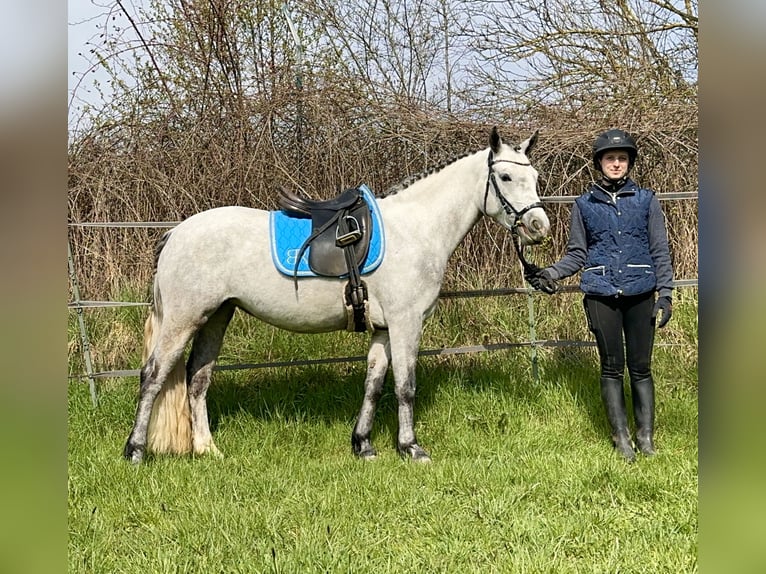 Connemara Stute 7 Jahre 146 cm Rappschimmel in Lisberg