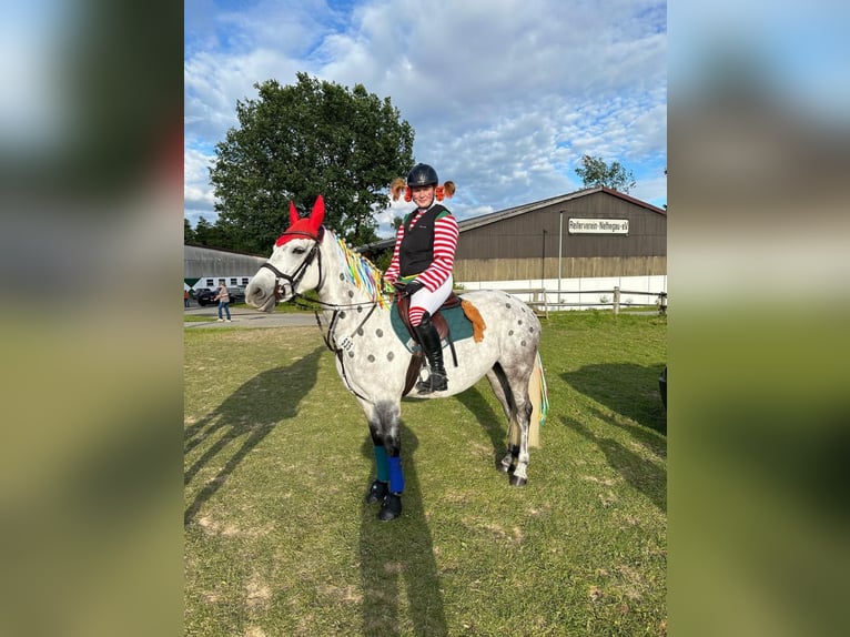 Connemara Stute 7 Jahre 146 cm Schimmel in Brakel