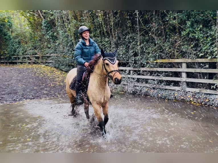 Connemara Stute 7 Jahre 147 cm Falbe in Mountrath, Co. Laois