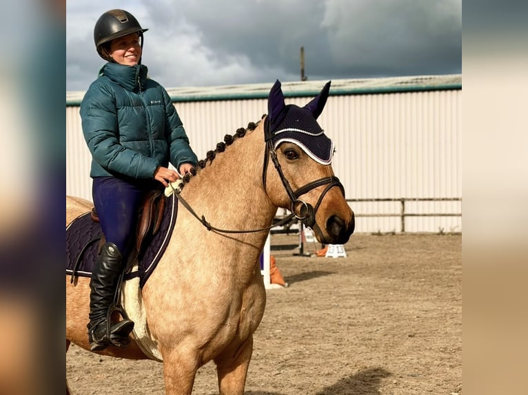 Connemara Stute 7 Jahre 147 cm Falbe in Mountrath, Co. Laois