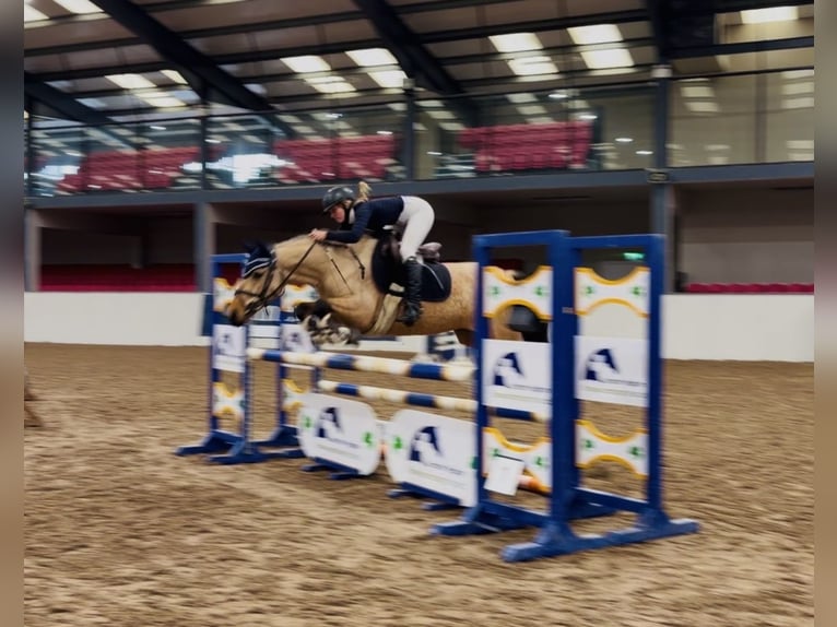 Connemara Stute 7 Jahre 147 cm Falbe in Mountrath, Co. Laois