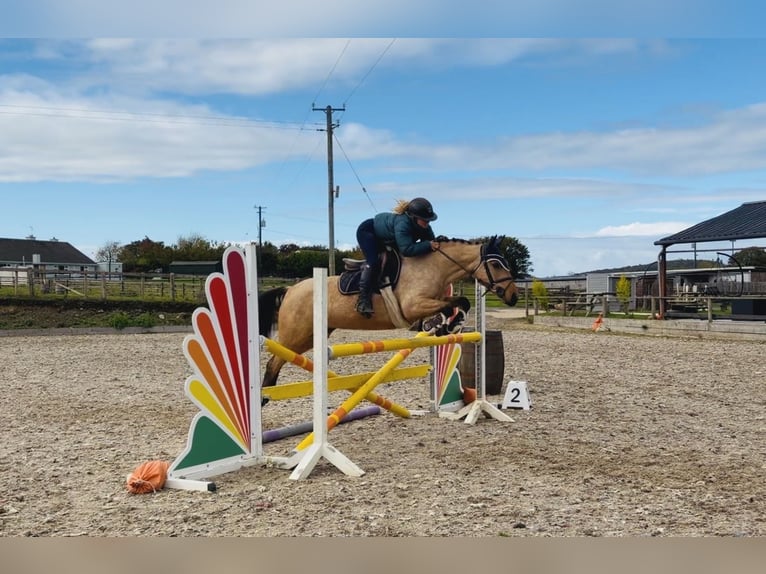 Connemara Stute 7 Jahre 147 cm Falbe in Mountrath, Co. Laois