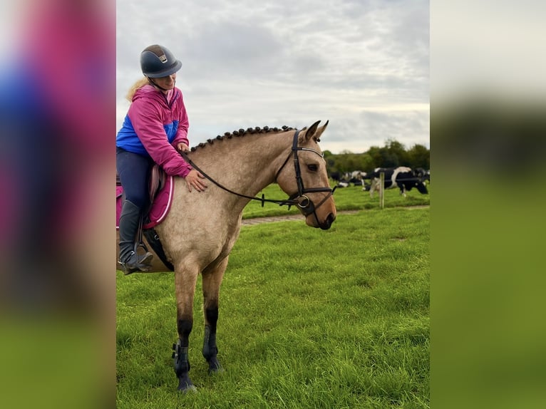Connemara Stute 7 Jahre 147 cm Falbe in Mountrath, Co. Laois